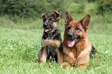 BERGER ALLEMAND 796